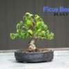 Ficus Bonsai Plant