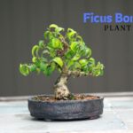 Ficus Bonsai Plant