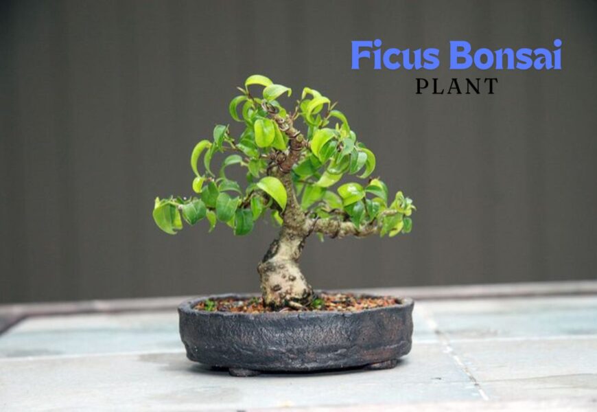 Ficus Bonsai Plant
