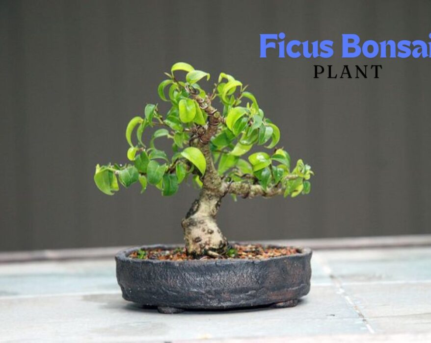 Ficus Bonsai Plant