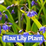Flax Lily Plant – How to Grow and Maintain