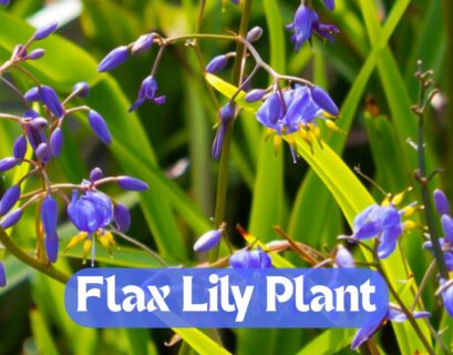 Flax Lily Plant – How to Grow and Maintain