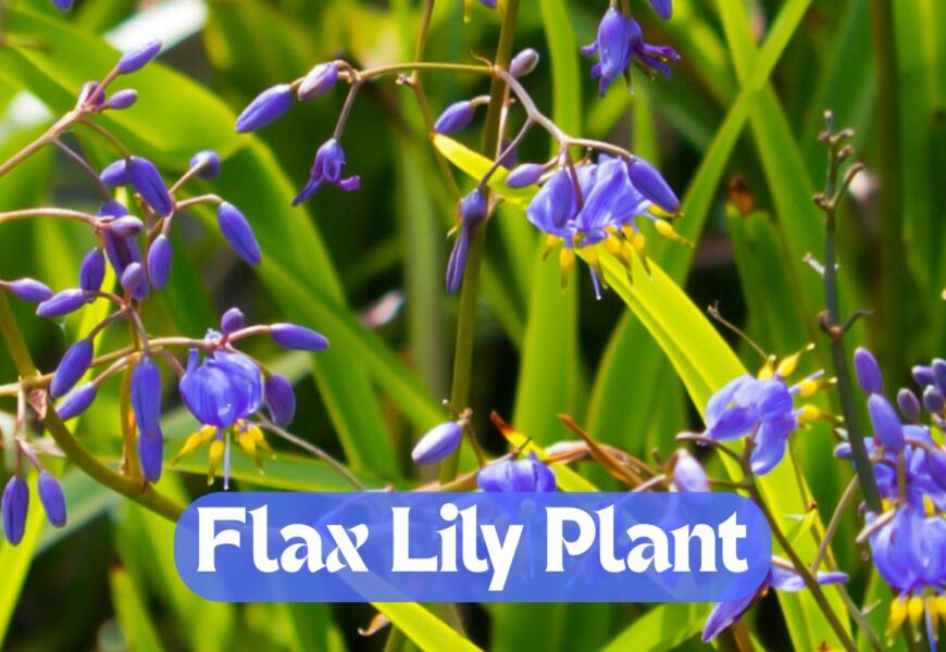 Flax Lily Plant – How to Grow and Maintain