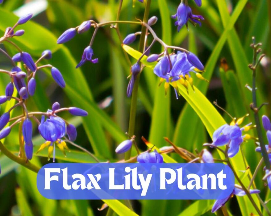 Flax Lily Plant – How to Grow and Maintain