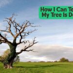 How I Can Tell if My Tree Is Dead