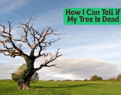How I Can Tell if My Tree Is Dead