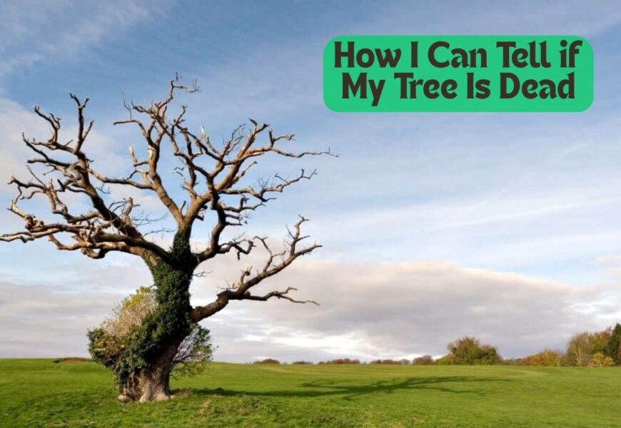 How I Can Tell if My Tree Is Dead