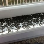 Get Rid Of with Lots of Flies in House Suddenly