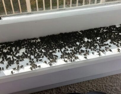 Get Rid Of with Lots of Flies in House Suddenly