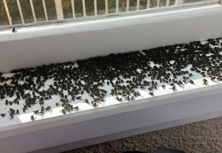 Get Rid Of with Lots of Flies in House Suddenly