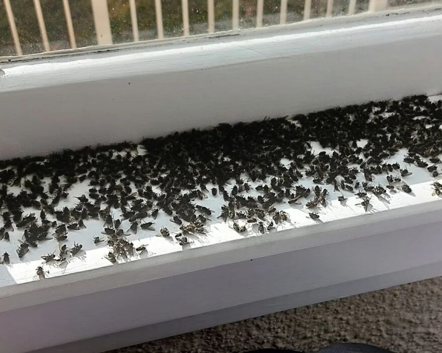 Get Rid Of with Lots of Flies in House Suddenly