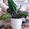 Propagating Rubber Plants