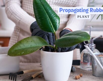 Propagating Rubber Plants