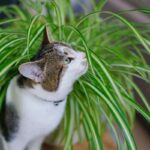 Spider Plants Safe for Cats