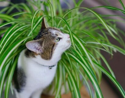 Spider Plants Safe for Cats