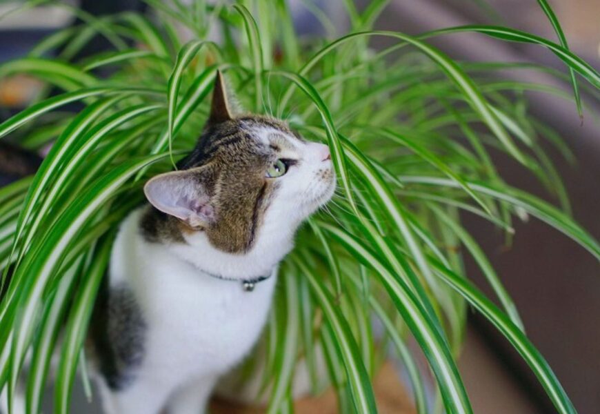 Spider Plants Safe for Cats