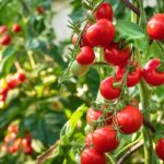 tomato companion plants