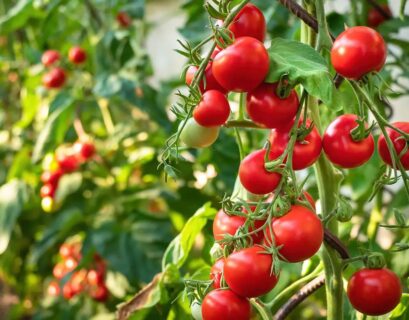 tomato companion plants