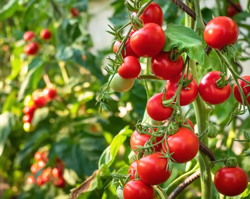 tomato companion plants