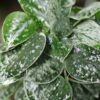 White Pothos