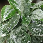 White Pothos