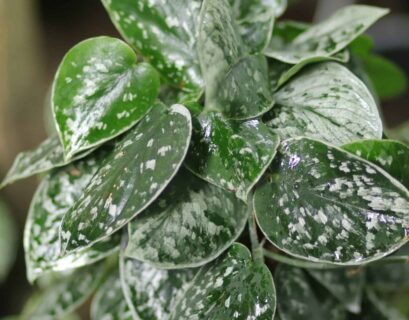 White Pothos