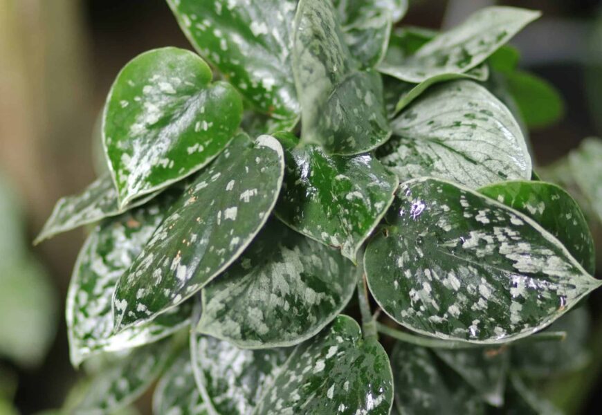 White Pothos