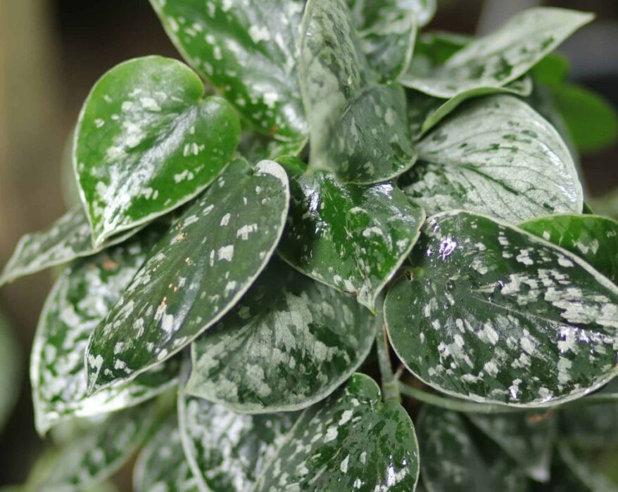 White Pothos