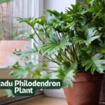 Xanadu Philodendron Plant