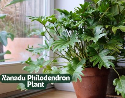 Xanadu Philodendron Plant