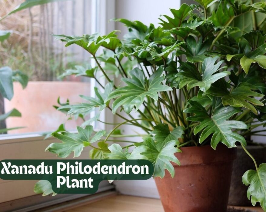Xanadu Philodendron Plant