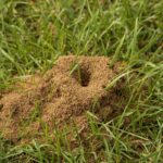 How to Remove Ant Hill