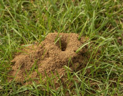 How to Remove Ant Hill