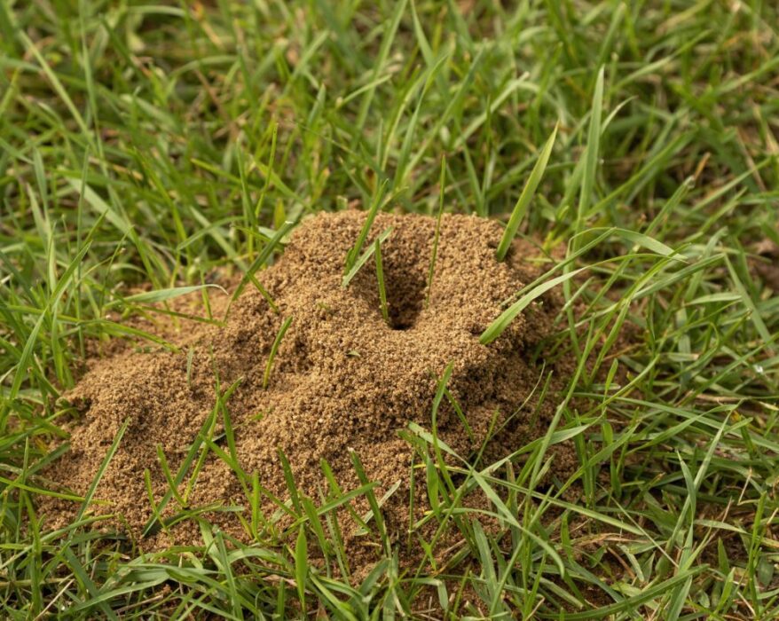 How to Remove Ant Hill