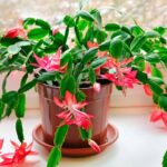 how to repot a christmas cactus plant