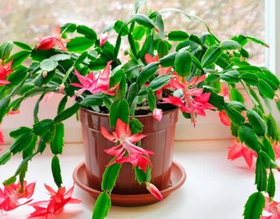how to repot a christmas cactus plant