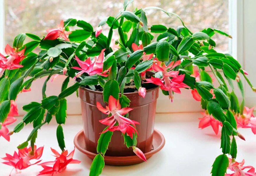 how to repot a christmas cactus plant