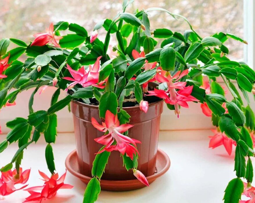 how to repot a christmas cactus plant
