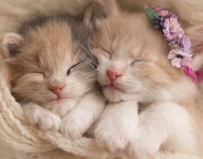 When Do You Get a Kitten Fixed