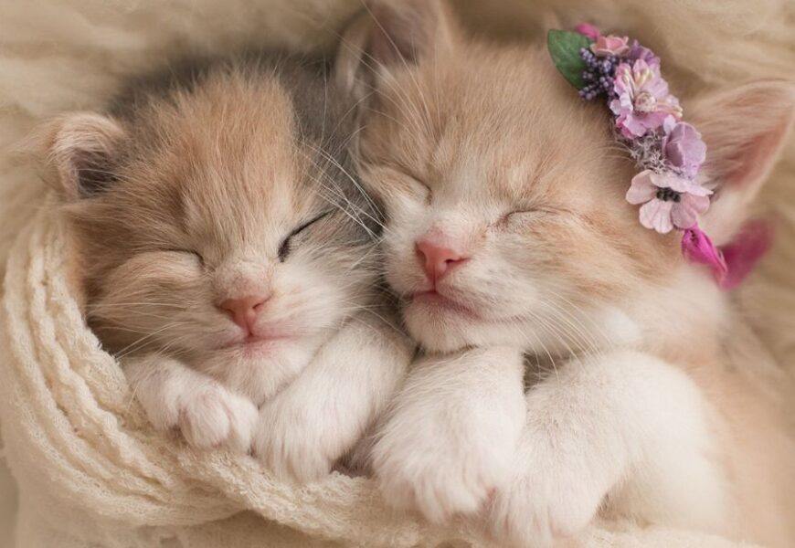 When Do You Get a Kitten Fixed