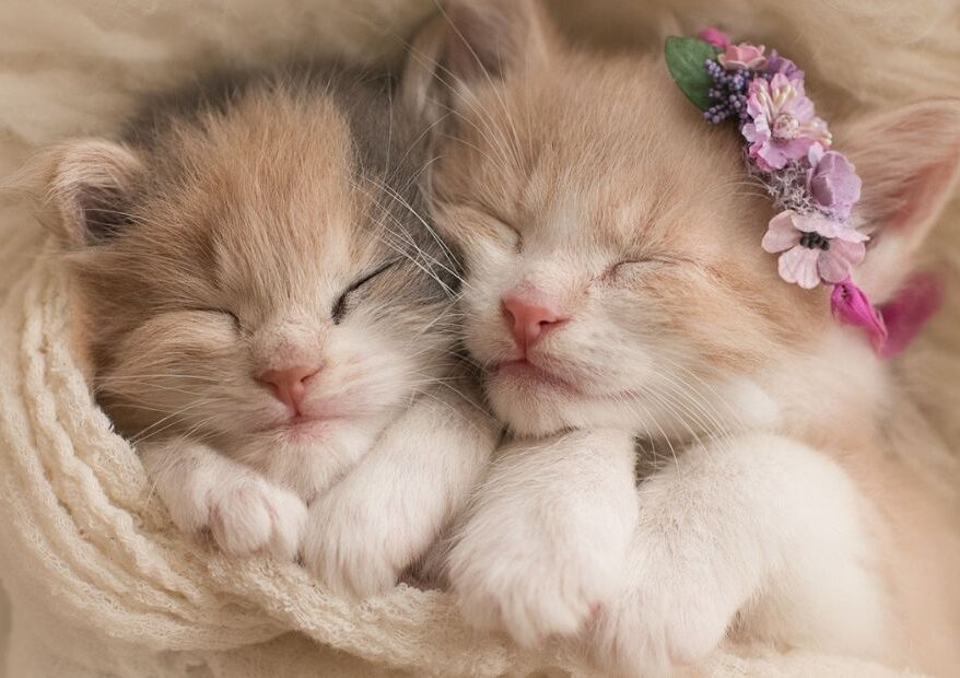 When Do You Get a Kitten Fixed