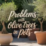 problems with olive trees in pots