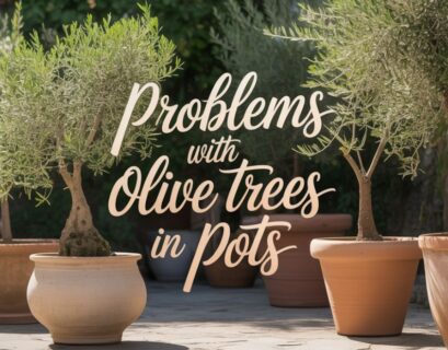 problems with olive trees in pots